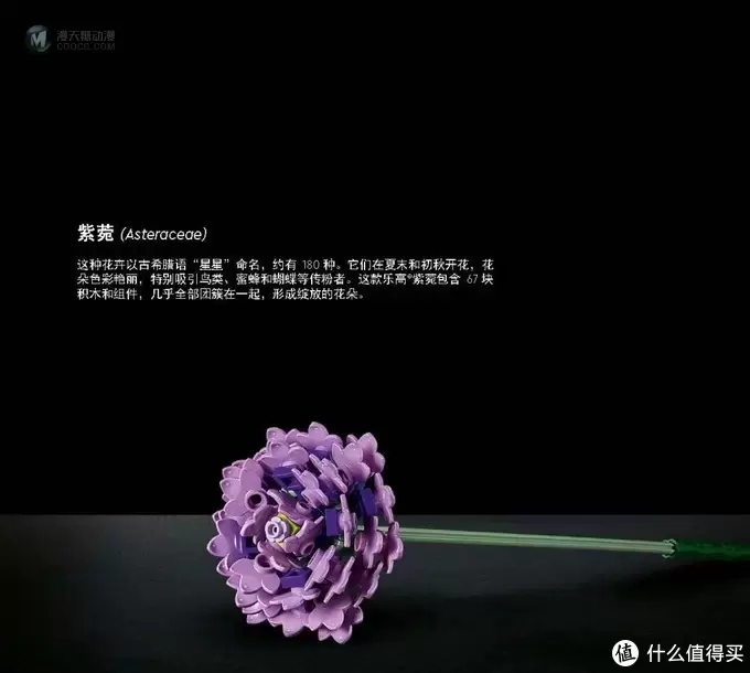 了解套装背后的故事——乐高10280乐高花束设计师访谈