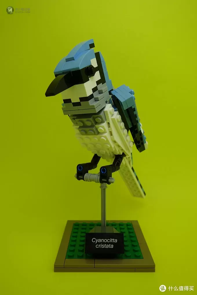 最美乐高？LEGO 乐高 Ideas 21301 Birds Model Kit 鸟类模型