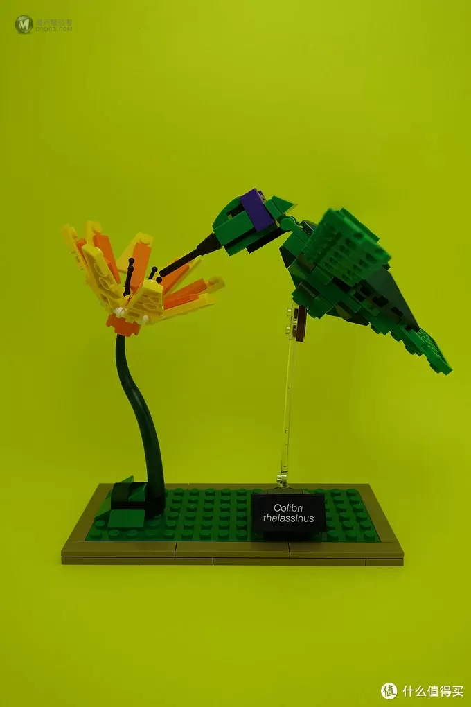 最美乐高？LEGO 乐高 Ideas 21301 Birds Model Kit 鸟类模型