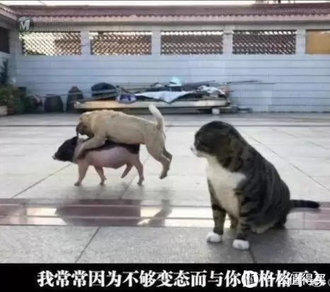 猴好看的拆箱啊 篇二：情怀无价，乐高超级马里奥！